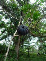 Dynamitbaum (Hura crepitans)