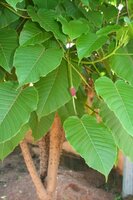 Dynamitbaum (Hura crepitans)