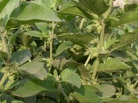 Ashwaganda (Withania somnifera)