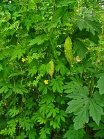 Bittermelone (Momordica charantia)