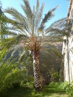 Dattelpalme (Phoenix dactylifera)