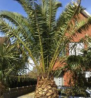 Dattelpalme (Phoenix dactylifera)