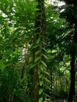Vanille-Orchidee (Vanilla planifolia)