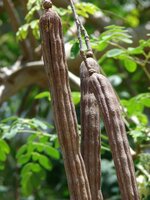 Moringa (Moringa oleifera)
