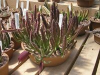 Aasblume (Stapelia leendertziae)