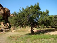 Argan (Argania spinosa)