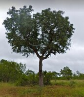 Marula (Sclerocarya birrea ssp. caffra)