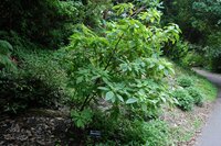 Goldfuchsie (Deppea splendens)
