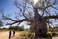 Australischer Baobab (Adansonia gregorii)