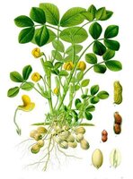 Schwarze Erdnuss (Arachis hypogaea 'Black')