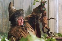 Alraune (Mandragora officinarum)