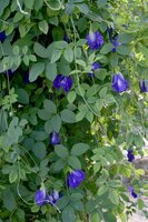 Schmetterlingswicke (Clitoria ternatea)