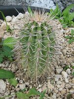 Saguaro-Kaktus (Carnegiea gigantea)