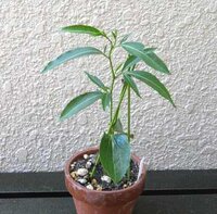 Fony-Baobab (Adansonia rubrostipa)
