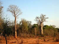 Za-Baobab (Adansonia za)
