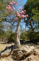 W&uuml;stenrose (Adenium obesum)