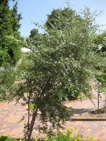 Henna (Lawsonia inermis)