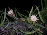 Gelbe Pitahaya (Hylocereus megalanthus)