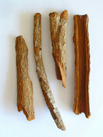 Roter Chinarindenbaum (Cinchona pubescens)