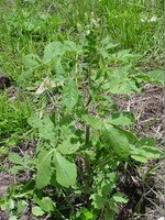 Afrikanische Spinnenblume (Cleome gynandra)