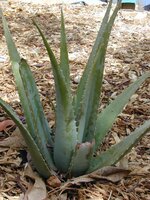 Aloe vera (Aloe vera)