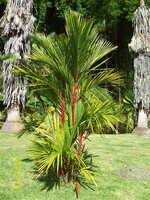 Lippenstiftpalme (Cyrtostachys renda)