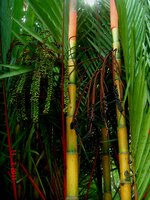 Lippenstiftpalme (Cyrtostachys renda)