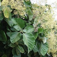 Teak (Tectona grandis)