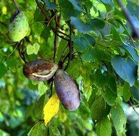 Dreibl&auml;ttrige Schokoladenranke (Akebia trifoliata)