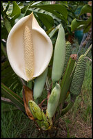 Lochpflanze (Monstera deliciosa)