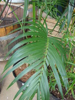 Kentia-Palme (Howea forsteriana)