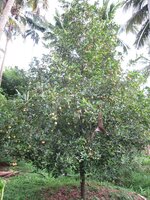 Muskatbaum (Myristica fragrans)