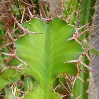 Kuhhorn-Euphorbie (Euphorbia grandicornis)
