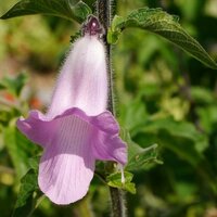 S&uuml;dafrikanischer Fingerhut (Ceratotheca triloba)