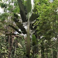 S&uuml;damerikanischer Baum der Reisenden (Phenakospermum guyannense)