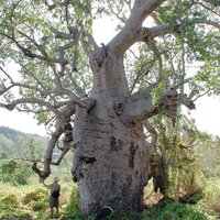 Australischer Baobab (Adansonia gregorii)