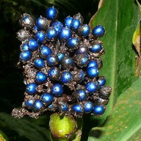 Marmorbeere (Pollia condensata)