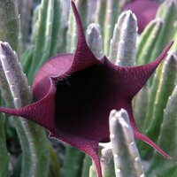 Aasblume (Stapelia leendertziae)