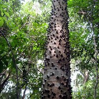 Dynamitbaum (Hura crepitans)
