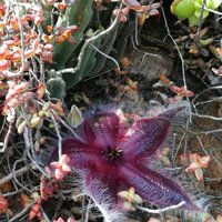 Aasblume (Stapelia hirsuta)