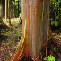 Regenbogen-Eukalyptus (Eucalyptus deglupta)