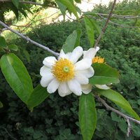 Spiegelei-Baum (Oncoba spinosa)