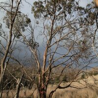 Morrisby-Eukalyptus (Eucalyptus morrisbyi)
