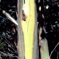 Gelber Tasmanischer Eukalyptus (Eucalyptus johnstonii)