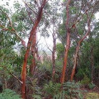 Tasmanischer Schneeeukalyptus (Eucalyptus coccifera)