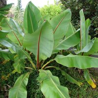 &Auml;thiopische Banane (Ensete ventricosum)