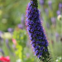 Stolz von Madeira (Echium fastuosum)