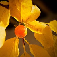 Lotusbaum (Diospyros lotus)
