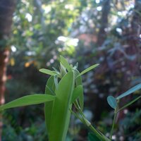 Telegraphenpflanze (Desmodium gyrans)