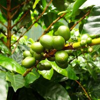 Catura-Kaffee (Coffea arabica 'catura')